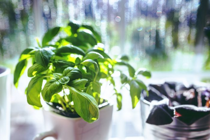 basil indoor gardening