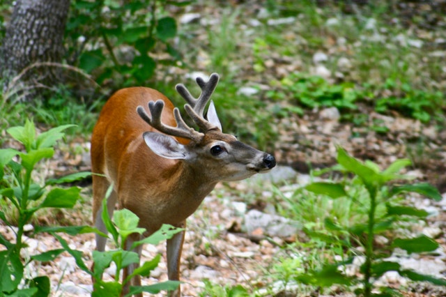 deer camping with kids