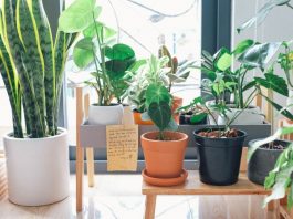 indoor gardening